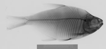 Media type: image; Ichthyology 30945   Aspect: lateral